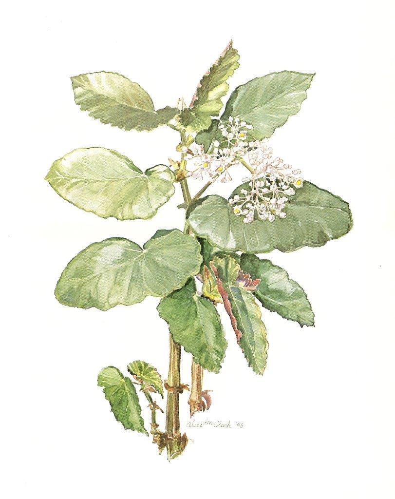 B. ‘Acutangula’